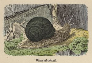 Weinbergschnecke (kolorierte Gravur)