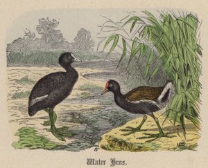 Wasserhühner (kolorierte Gravur)