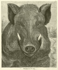 Wildschwein