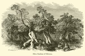 Olivenhaine von Oliveras von G. F. Sargent