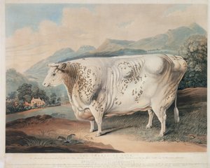 Die Yorkshire-Rose, graviert von C. Turner, 1838 von G. after Horner