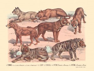 Seite 13: Pumas oder Silberlöwen oder Amerikanische Löwen, Wolf, Schakal, Afrikanische Streifenhyäne, Asiatische Mähnenhyäne von Gabriel Gostiaux
