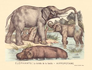 Seite 7: Elefanten: die Toilette der Flusspferdfamilie von Gabriel Gostiaux