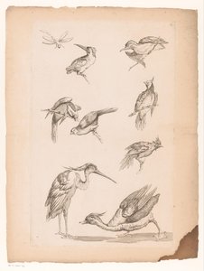 Acht chinesische Vögel, darunter Eisvögel, ein Reiher, eine Ente und eine Libelle von Gabriel Huquier (attributed to)