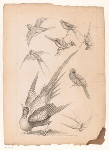 Acht chinesische Vögel, darunter möglicherweise Paradiesvögel von Gabriel Huquier (attributed to)