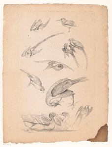 Elf chinesische Vögel, darunter Enten und Papageien von Gabriel Huquier (attributed to)