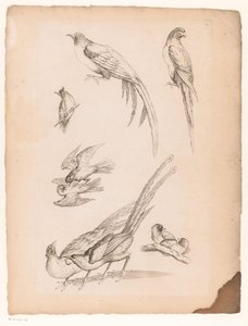 Negen Chinese vogels von Gabriel Huquier (attributed to)