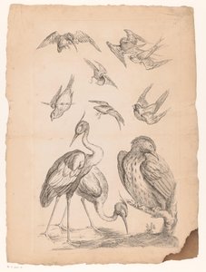 Zehn chinesische Vögel, darunter zwei Reiher und ein Eisvogel von Gabriel Huquier (attributed to)