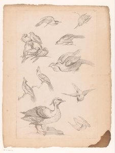 Vierzehn chinesische Vögel, darunter Enten und Eisvögel