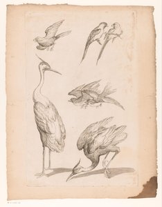 Sieben chinesische Vögel, darunter Reiher und Papageien von Gabriel Huquier (attributed to)
