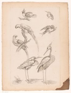 Sieben chinesische Vögel, darunter Reiher und Papageien von Gabriel Huquier (attributed to)
