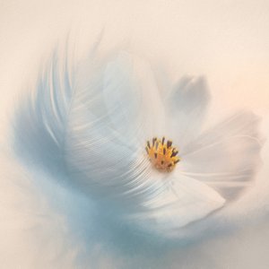 Träumige Blumenfeder
