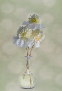 Elegante weiße Blüten