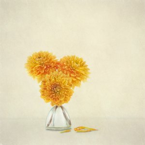 Goldene Herbst-Dahlien