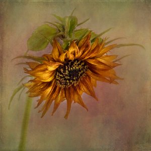 Goldener Herbst Sonnenblume