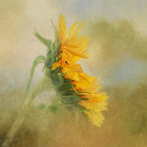 Goldener Sonnenblumenglanz