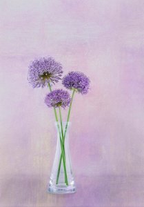 Lila Allium-Vasenblüten