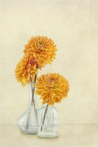 Weiche orange Dahlien