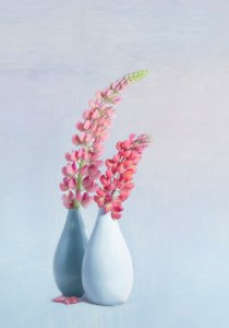 Weiche rosa Lupinenvasen