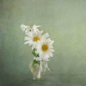 Weiße Gänseblümchen in Vase
