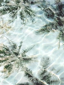 Klare Wasser-Palmenspiegelungen von Gemma Bardot