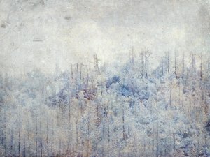 Friedliche verschneite Bäume