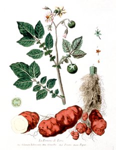 Kartoffel, botanische Tafel von G. de Nangis, Frankreich von Genevieve Regnault de Nangis
