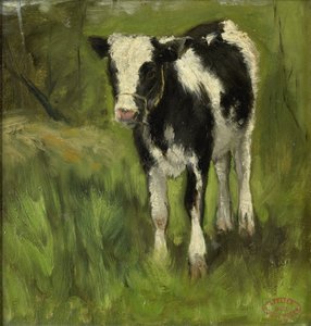 Kalb, schwarz-weiß gescheckt