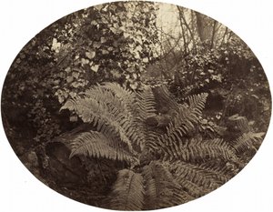 Winterwedel des Stacheligen Farns, ca. 1862