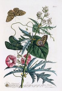 1. Abutilon, 2. Convolvulus, handkolorierter Stich von "Georg Dionysius Ehret