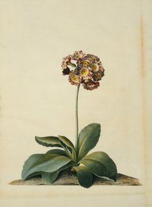 Eine rosa gesprenkelte Aurikel