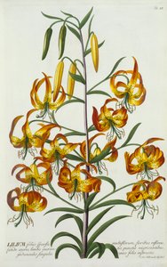 Amerikanische Türkische Lilie, ca. 1740 handkolorierter Stich von "Georg Dionysius Ehret