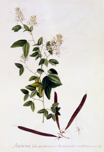 Bauhinia, ca. 1745 handkolorierte Gravur von "Georg Dionysius Ehret