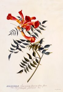 Bignonia Americana, ca. 1743 handkolorierter Stich