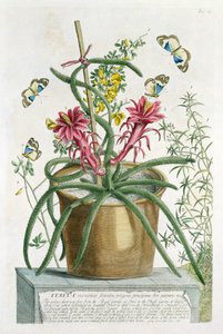 Cereus Minimus, ca. 1745