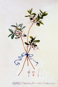 Cistus Virginiana, ca. 1743 handkolorierter Stich von "Georg Dionysius Ehret