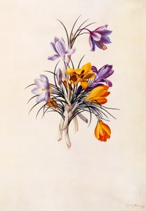 Krokusse, ca. 1744 von "Georg Dionysius Ehret