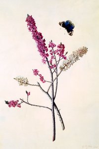 Daphne Mezereum mit Schmetterling, ca. 1740 handkolorierter Stich von "Georg Dionysius Ehret