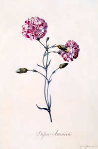 Difor Amourius Nelke, ca. 1745 handkolorierte Gravur von "Georg Dionysius Ehret