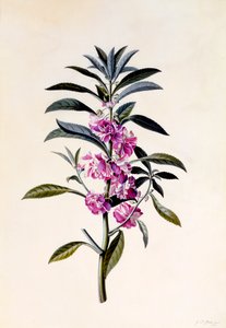 Garten-Balsamine Impatiens Balsamina, ca. 1746 handkolorierter Stich