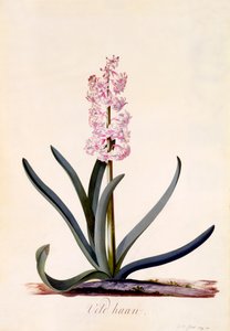 Hyazinthe 