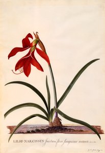 Lilio-Narzisse Jaobean-Lilie