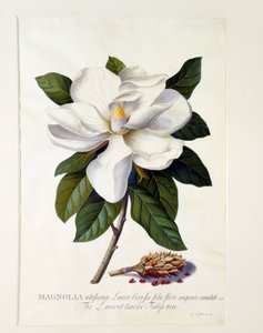 Magnolia Grandiflora, handkolorierter Stich von "Georg Dionysius Ehret