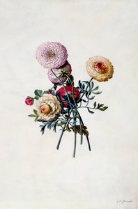 Gemischte Ranunkeln von "Georg Dionysius Ehret