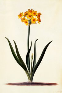 Narzissus, ca. 1745 handkolorierter Stich von "Georg Dionysius Ehret