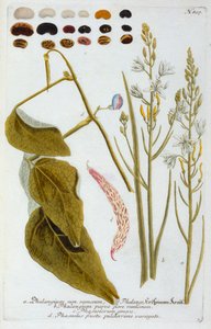 Phalangium von "Georg Dionysius Ehret