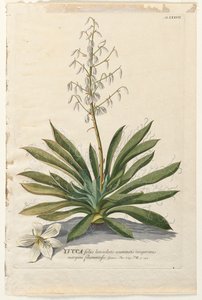 Plantae Selectae: Nr. 37 - Yucca
