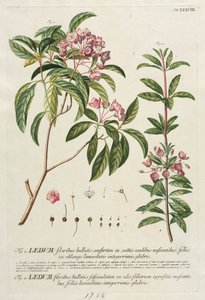 Plantae Selectae: Nr. 38