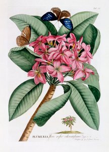 Plumeria, ca. 1749 handkolorierte Gravur von "Georg Dionysius Ehret