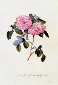 Die gestreifte Monatsrose, ca. 1745 handkolorierte Gravur von "Georg Dionysius Ehret